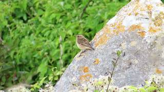 Whinchat [upl. by Geraldina]