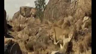 awesome lioness fight [upl. by Lorelie]