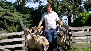 Kuddehonden  herding hoeden en drijven van schapen als actieve sport met je hond [upl. by Stovall]