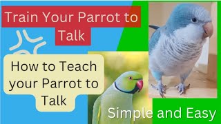 Teach Your Parrot to Talk with my Parrot  Quaker Parrot Talking  Monk Parakeet Talking 🦜 [upl. by Ledah896]