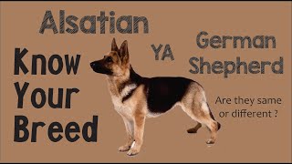 Dog Breed  Alsatian or German Shepherd know your dog breed by Dr Sandeep Nanavati [upl. by Ettigirb]