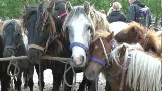 Ponymarkt Bemmel 2012 [upl. by Mari]