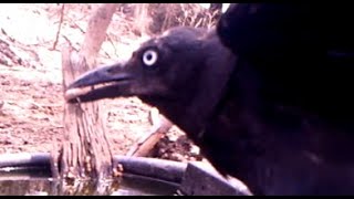 Crows removing ticks  part 5 [upl. by Garnes844]