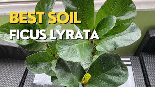 How to Repot a FIDDLE LEAF FIG  FICUS LYRATA Care Guide [upl. by Lange907]