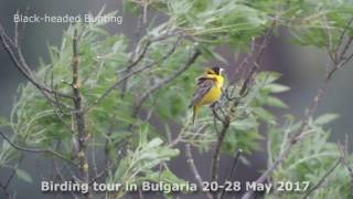 Birding in Bulgaria [upl. by Duster402]