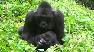 RARE FOOTAGE  Silverback Mountain Gorilla Mating in Bwindi Impenetrable Forest [upl. by Edra]