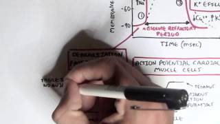 Cardiology  Heart Physiology II Muscle contraction and Pacemaker activity [upl. by Eudora]