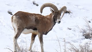 The Ladakh Urial’s Life at the Edge [upl. by Hunfredo]