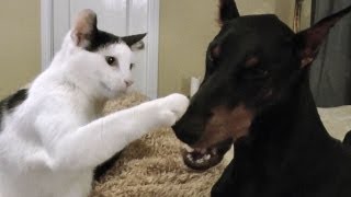 Pancake the kitten loves his Doberman [upl. by Arrak]