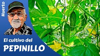 𝗣𝗘𝗣𝗜𝗡𝗜𝗟𝗟𝗢 COMO CULTIVAR PEPINILLOS Gherkin cultivation [upl. by Aiz]