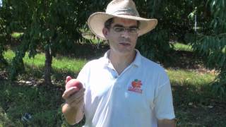 Peach Picks for South Carolina  14 Early Augustprince  Everything About Peaches [upl. by Brietta]