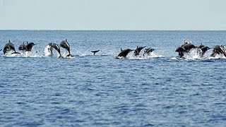 Dolphins jumping amazing Video of school of wild Dolphins [upl. by Babbette375]