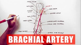 Brachial Artery and its branches  Anatomy Tutorial [upl. by Edd755]