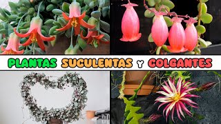 10 PLANTAS SUCULENTAS y COLGANTES para DECORAR el HOGAR [upl. by Snebur]