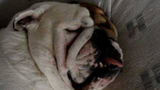 Bulldog roncando Bulldog Snoring [upl. by Eikcuhc924]