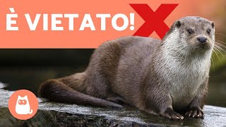 LONTRA come ANIMALE DOMESTICO ❌ NO Ed ecco perché [upl. by Latt]