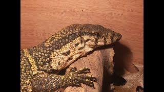 Episode XX Dumerils monitorsVaranus Dumerilii [upl. by Lettig]