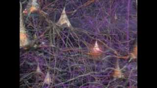 Neurons How they work in the Human Brain [upl. by Vijar538]