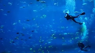 Discover the Peaceful Underwater Sounds of Georgia Aquarium [upl. by Hutson]