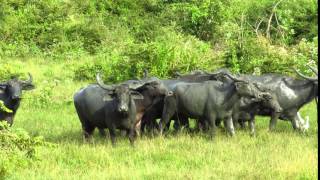 Feral water buffalo Bubalus bubalis [upl. by Eelarol]