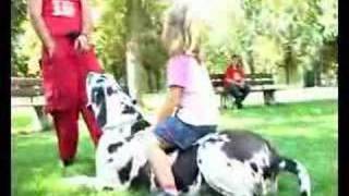 Germanys biggest dog great dane BodyguardDeutschlands größter Hund [upl. by Nowell]