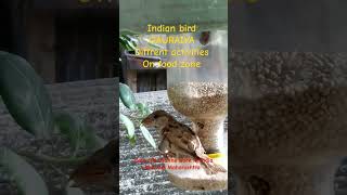 GAURAIYA BIRD different activities daily life routine work in india [upl. by Highams]