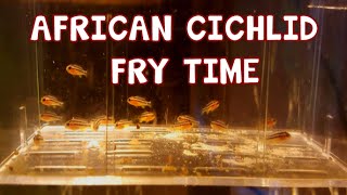 AURATUS FRY │AFRICAN CICHLID [upl. by Decamp435]