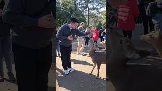 Bowing deer in Nara Japan [upl. by Weide]