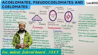 acoelomates pseudocoelomates and coelomates [upl. by Ehud]