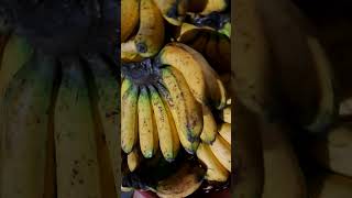 Banana lakatan fresh from farm [upl. by Nanaj]