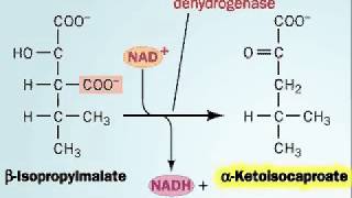 Biosynthesis of Leucine [upl. by Cara]