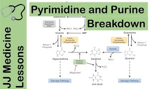 Purine and Pyrimidine Catabolism Pathway  Nucleotide Breakdown  Biochemistry Lesson [upl. by Antone931]