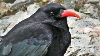 Chough Bird Close Up  Cornish Choughs [upl. by Shae]