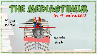 Anatomy of the Mediastinum [upl. by Pietra]