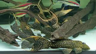 Pleco lda105 l273 feeding [upl. by Rufus]