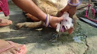 बकरी ने दो बच्चों को जन्म दिया विट्ठल नसल Bakri Gives Birth to Twins Vithal Breed is Bornviral [upl. by Cynthy143]