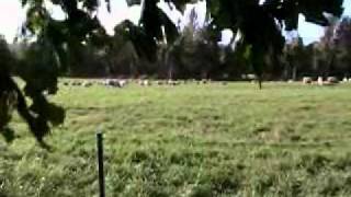 Sheep Safely Graze With Jack Kyle [upl. by Joice]