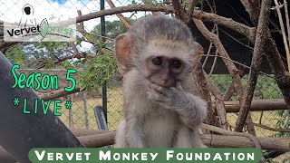 LIVE season 5 11th June 2022 we share the lives of the monkeys around the foundation [upl. by Nowtna]