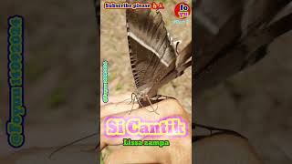 GIANT BUTTERFLY Foyuu fauna serangga kupukupu wow fyp cute cantik samsung beautiful fyi [upl. by Aggappera]