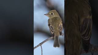 Cordilleran Flycatcher Song Video Peaceful Nature Sounds [upl. by Sivle]