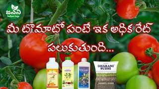 అద్భుత టమోటా సాగుకు quotమంచి కాంబోquot  Tomato fertilizer  9346112007  9133333903 [upl. by Llednik568]