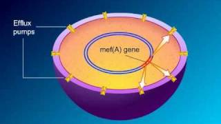 Macrolides Mechanisms of Action and Resistance [upl. by Susy]