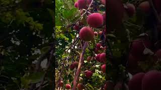 My home flowers and apple🌷❤️With chitral song youtube 🎶🎶 [upl. by Ailat]