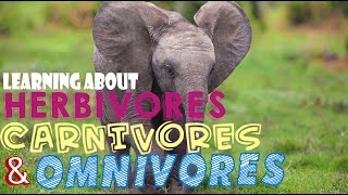 Learning About Herbivores Carnivores and Omnivores [upl. by Eddra]