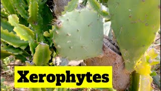 Xerophytic plants for class 6 th Science xerophytes xerophyticplants triviatime [upl. by Reywas]