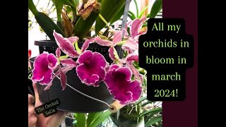 All my orchids in bloom Update March 2024 [upl. by Anirb403]