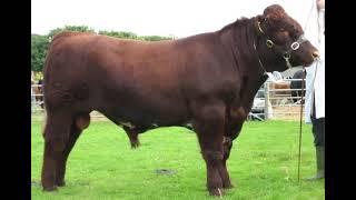 Australian Shorthorn Cattle  Everything You Need To Know [upl. by Eniamrahs3]