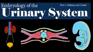 Embryology  Urinary System  Kidney and Ureter Part 1 [upl. by Adeirf]