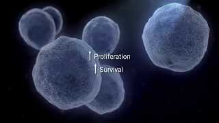 The MAPK Signaling Pathway [upl. by Epolulot]