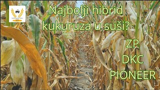 Najbolji hibrid kukuruza u suši Sudar titana [upl. by Marchese532]